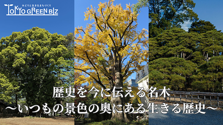 歴史を今に伝える名木